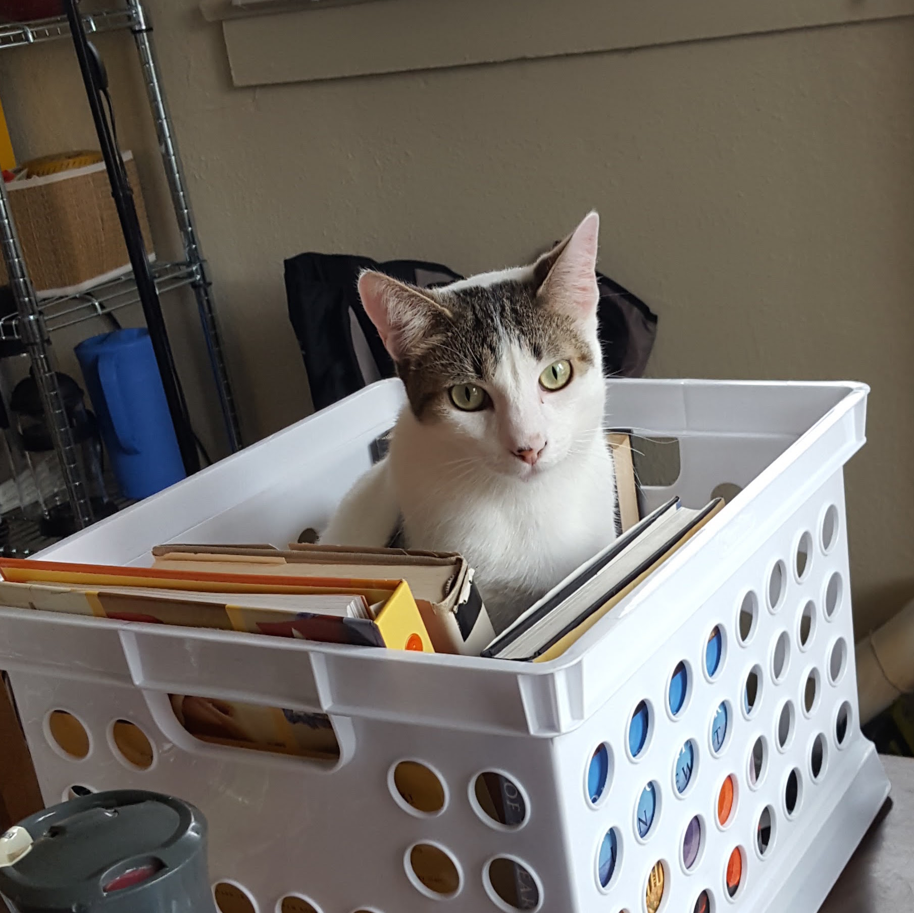 Otto, the cat, sitting in a milk crate with some books.